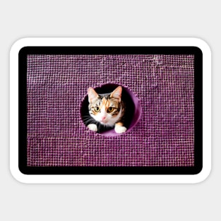 Cat in hole of ceramic wall box Sticker